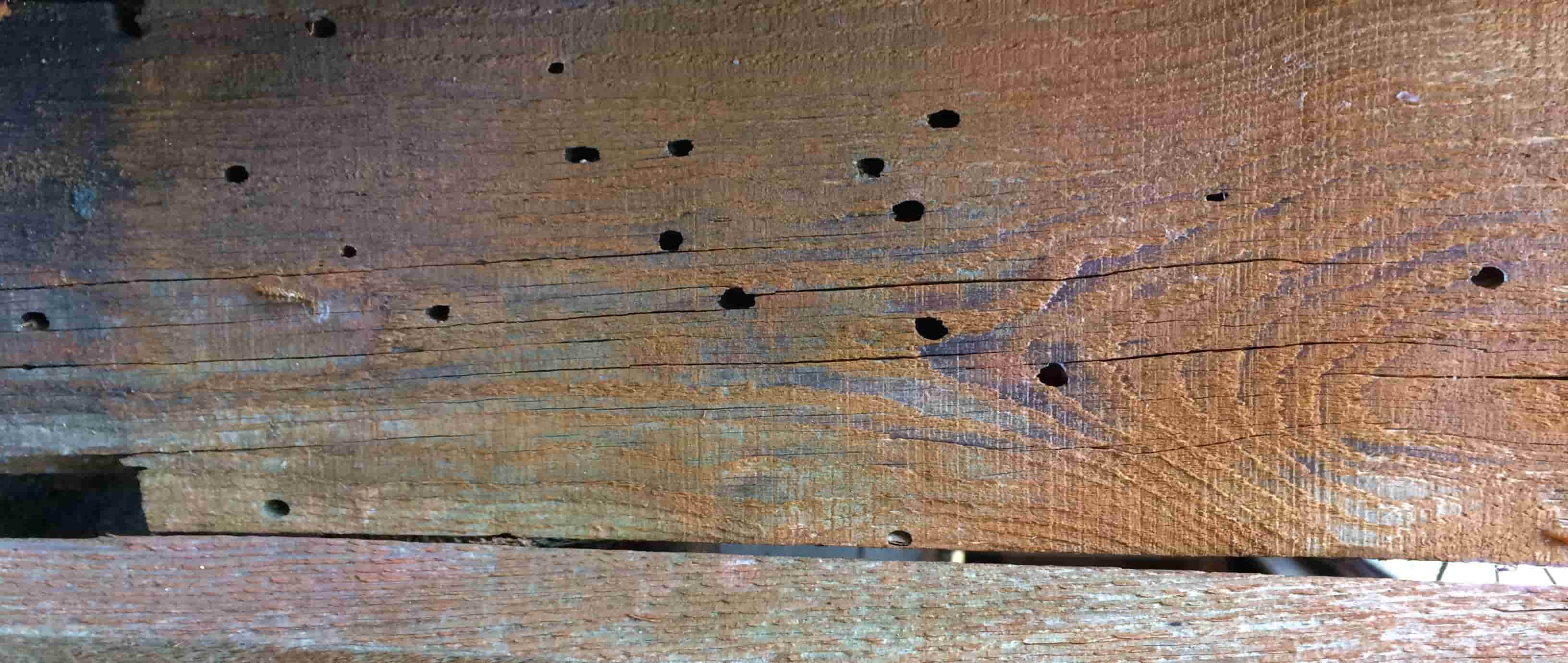 drewno porażone przez szkodniki