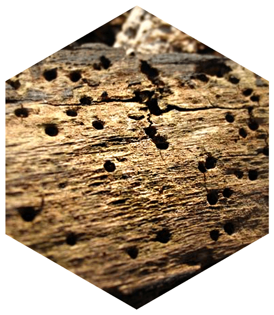Żerdzianka szewc - szkodnik drewna żyjący w lasach iglastych