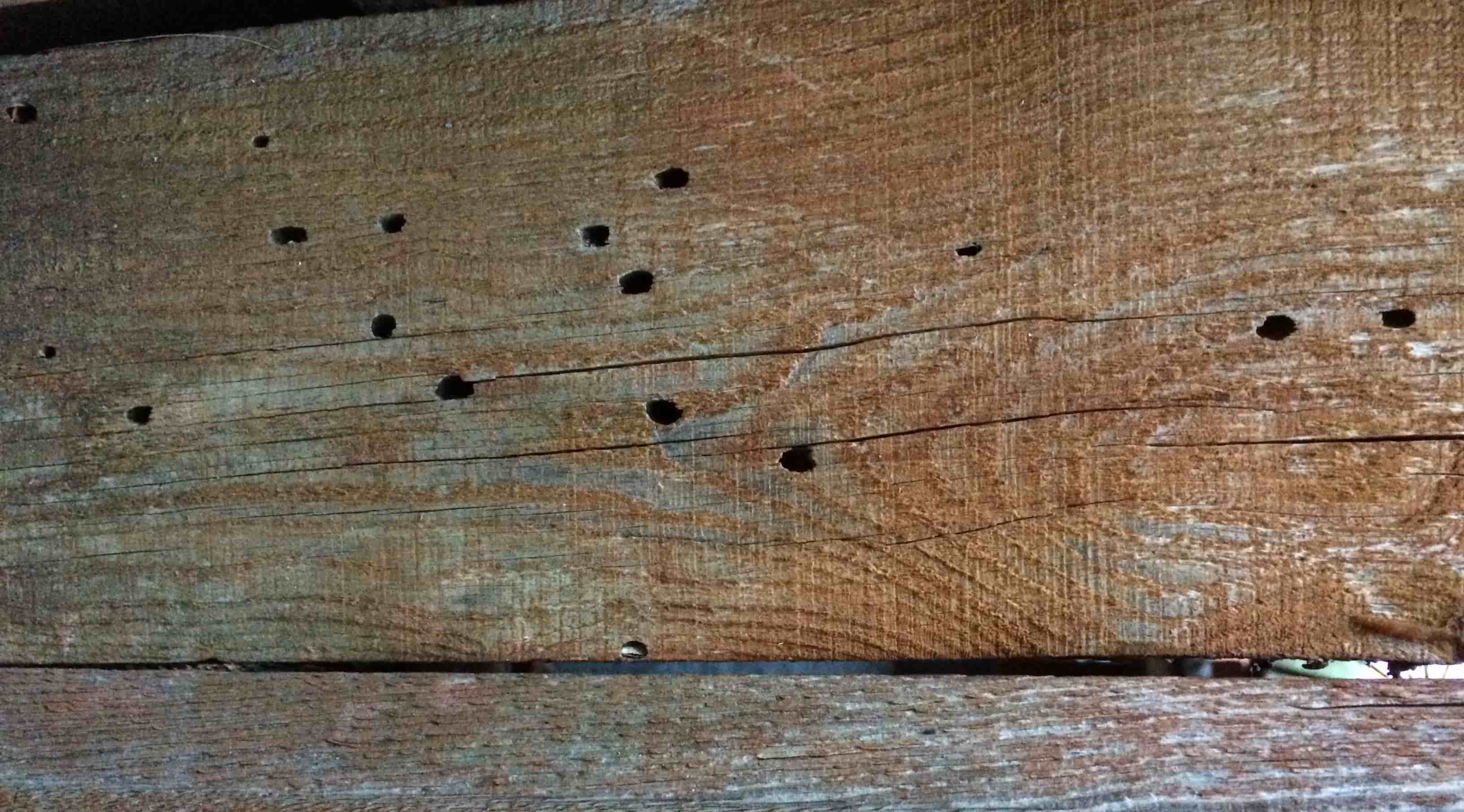 szkody w drewnie spuszczel pospolity